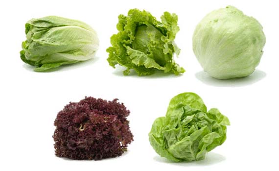 Lechuga orgánica